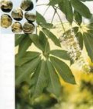 Horse Chestnut Extract